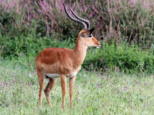麒麟：传说的兽原型探秘（狷羚）