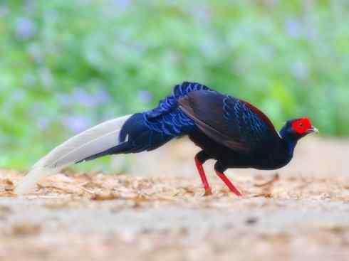 凤凰：传说中的鸟原型探秘（鹇）