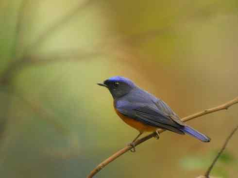 美丽无罪：雀鸟之仙鹟