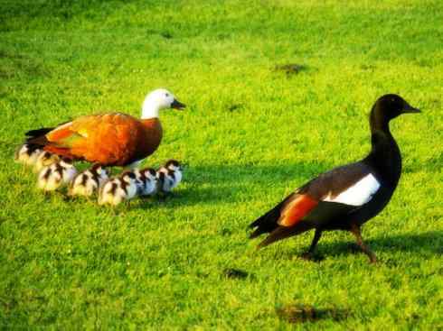 白头鸟系列:另类的美丽9 白头鸟系列:另类的美丽9