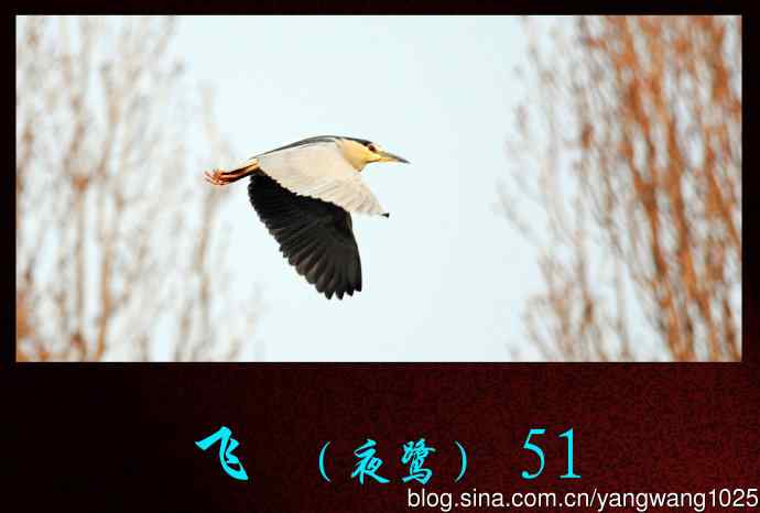 北京动物园的鸟类——飞（夜鹭）51