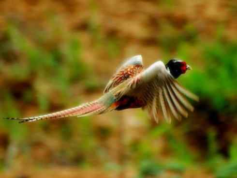 家禽驯化之源之五