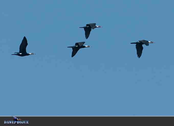 迁徙的鸟：邂逅白琵鹭