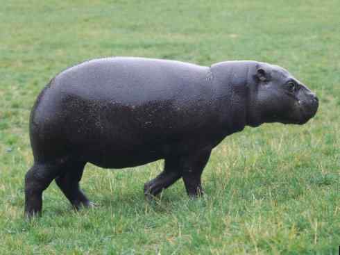 麒麟：传说的兽原型探秘（叉角羚）