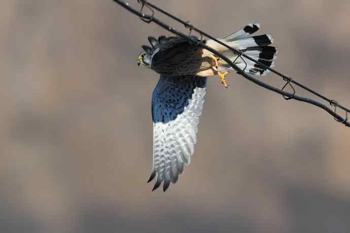 这只红隼很安逸