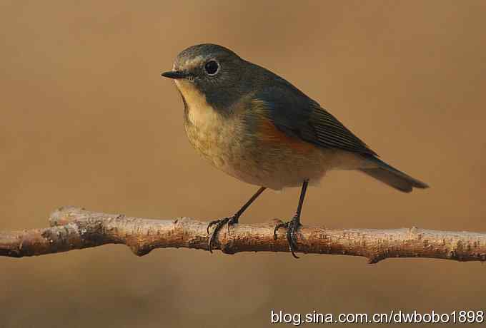 黄雀和植物园众小鸟 黄雀和植物园众小鸟