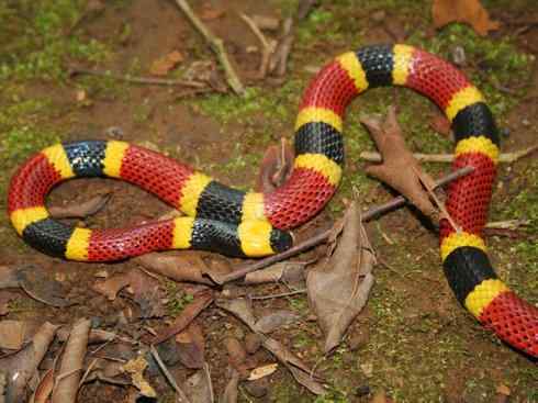 龙：传说的兽原型探秘（环蛇类）