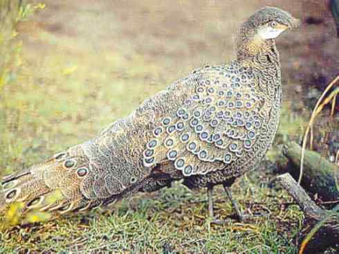 凤凰：传说中的鸟原型探秘（孔雀雉）