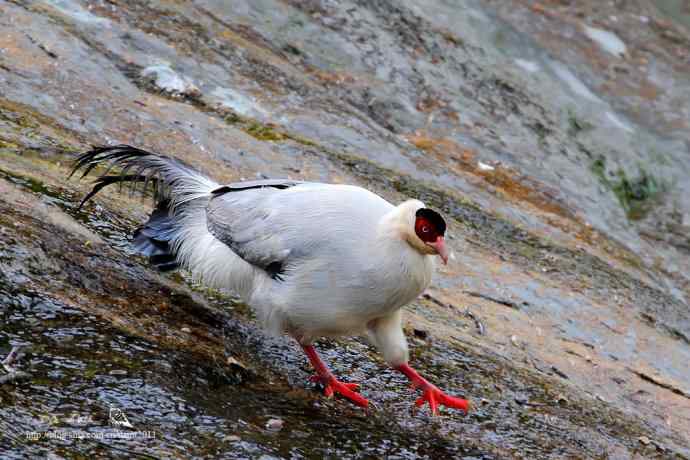 川西行鈥斺敯茁砑