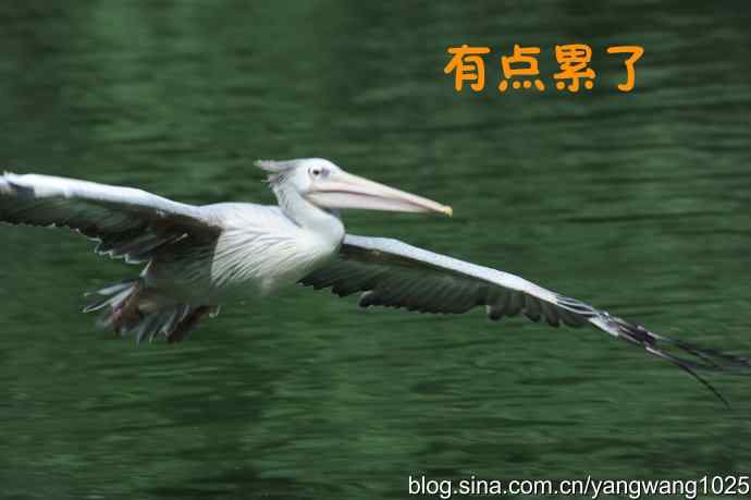 舞（大鹈鹕之舞）