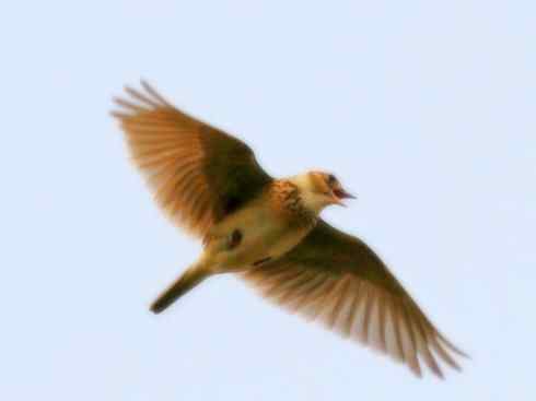 家禽驯化之源之二十八