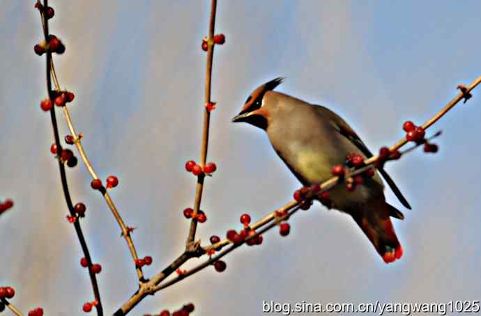 太平鸟（抓拍）2