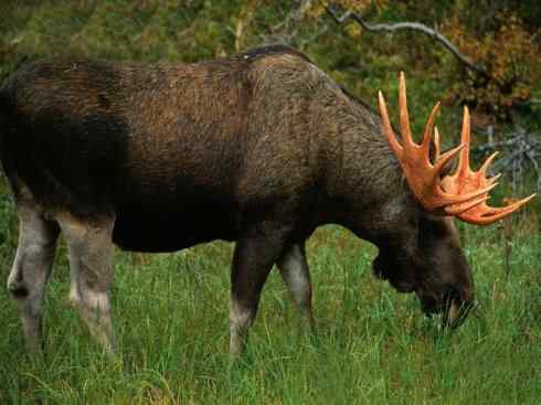 麒麟：传说的兽原型探秘（驼鹿）