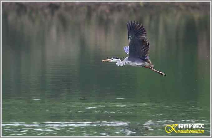 飞翔的鈥滒剽潯菊掌