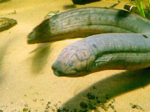 鱼类活化石：美洲肺鱼