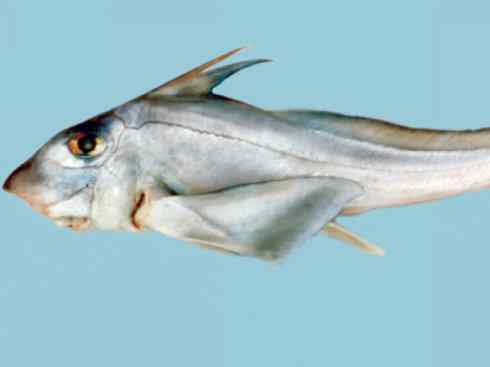 鱼类活化石：银鲛