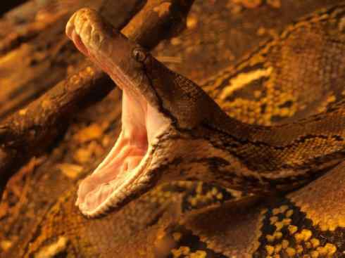 龙：传说的兽原型探秘（蟒蛇类）