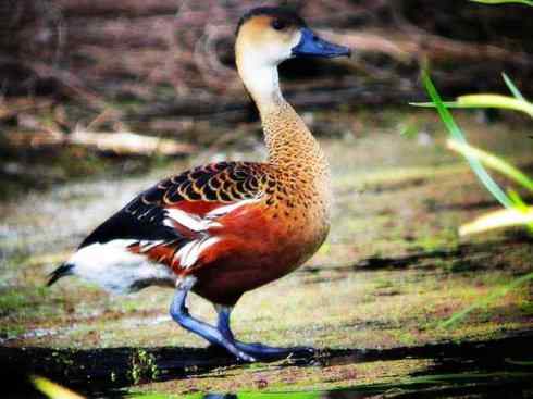 欣赏:美丽的树鸭 欣赏:美丽的树鸭
