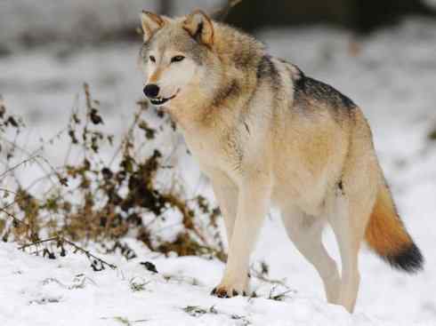 犬科：犬亚科犬属之灰狼