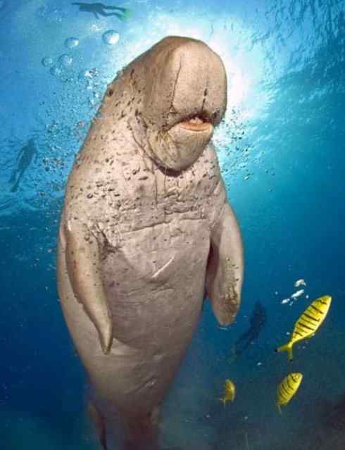 美人鱼：传说的兽原型探秘（儒艮）