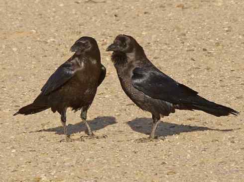 奇特的盔：厚嘴渡鸦