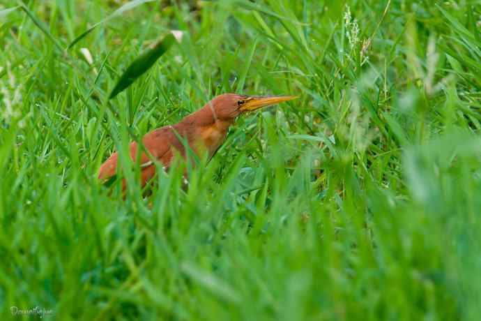 捉泥鳅的栗苇鳽