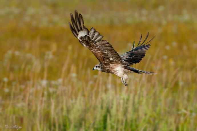 【综合】草原猛禽