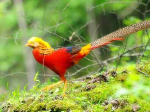 家禽驯化之源之八