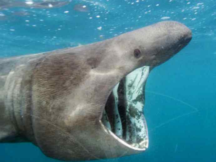 鱼类活化石：魔鬼鲨