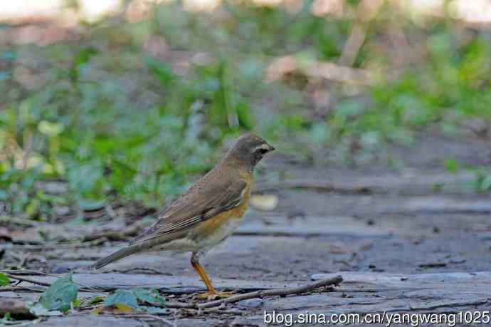 白眉鸫（记录版）
