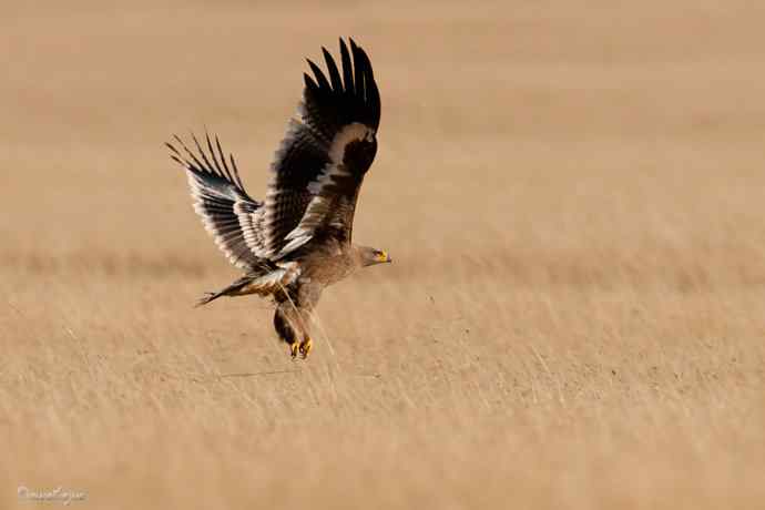 草上飞. wbr草原雕起飞连拍