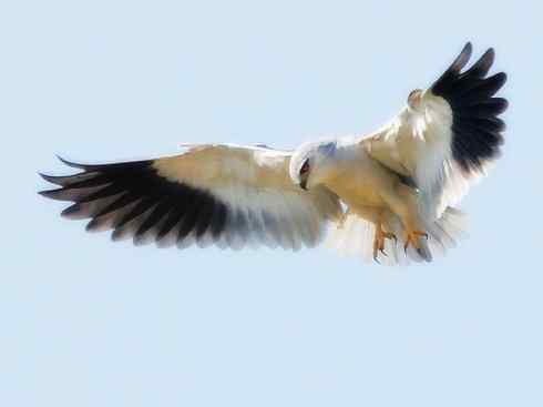 白头鸟系列：另类的美丽（白尾鸢）