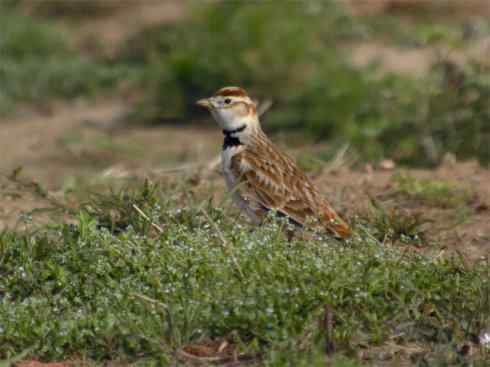 家禽驯化之源之二十八