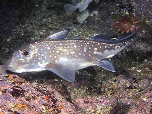 鱼类活化石：银鲛