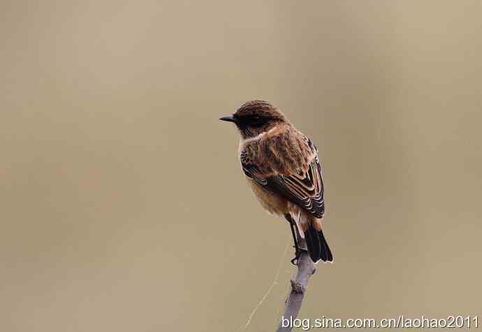 黑喉石鵖 黑喉石鵖