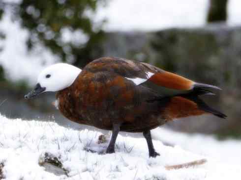 白头鸟系列：另类的美丽（黑胸麻鸭）