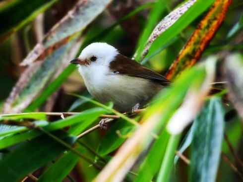 白头鸟系列：另类的美丽3