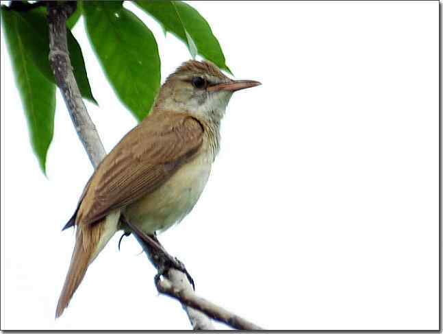 奥体公园观赏大苇莺