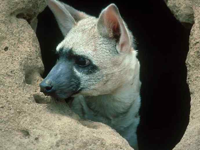 盘点十二大著名食蚁动物：土狼