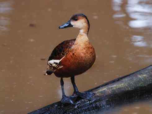 欣赏:美丽的树鸭 欣赏:美丽的树鸭