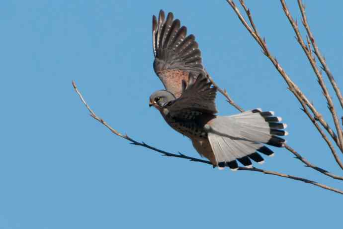 【新鸟】游白河&nbsp;初识长尾鸭
