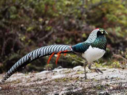 凤凰：传说中的鸟原型探秘（锦鸡）