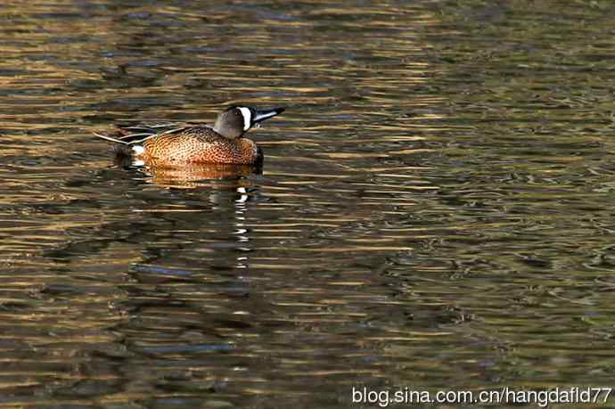 蓝翅鸭（2）