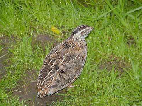 凤凰：传说的鸟原型探秘（鹌鹑）
