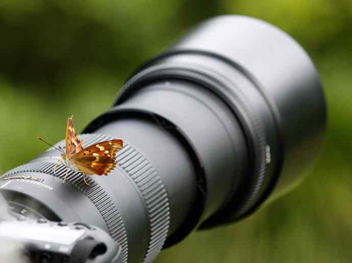 蝴蝶爱大炮、双蝶飞舞