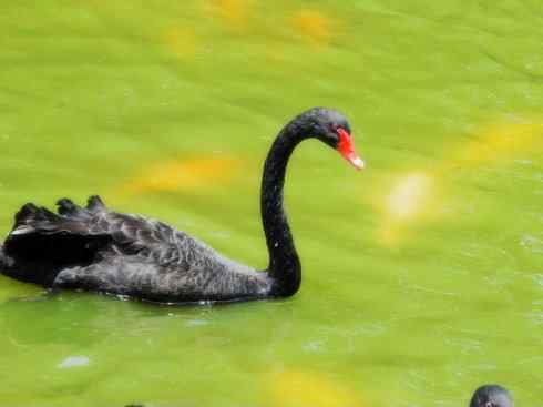 家禽驯化之源之十一