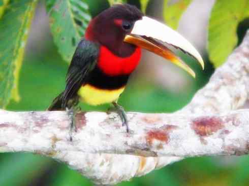 猎奇：奇特的鸟喙之三