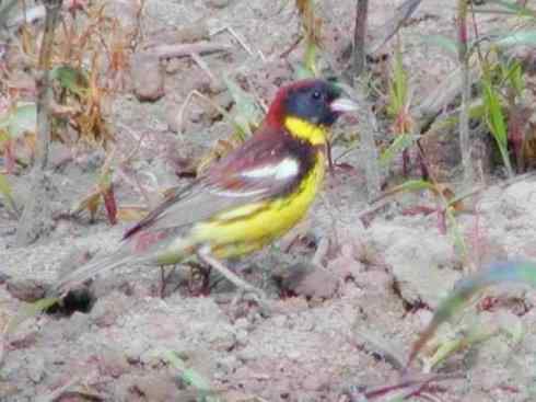 家禽驯化之源之十八