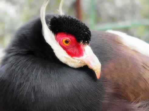 家禽驯化之源之五