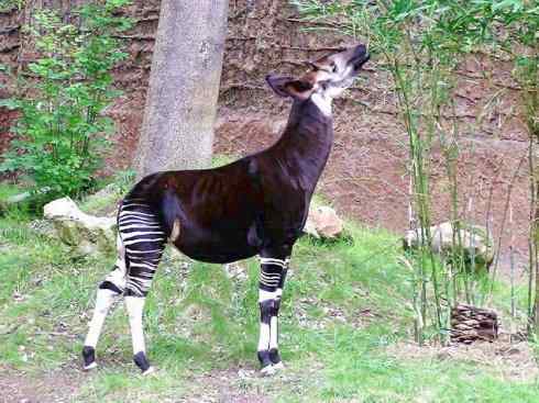 独角兽：传说的兽原型探秘（霍加狓）